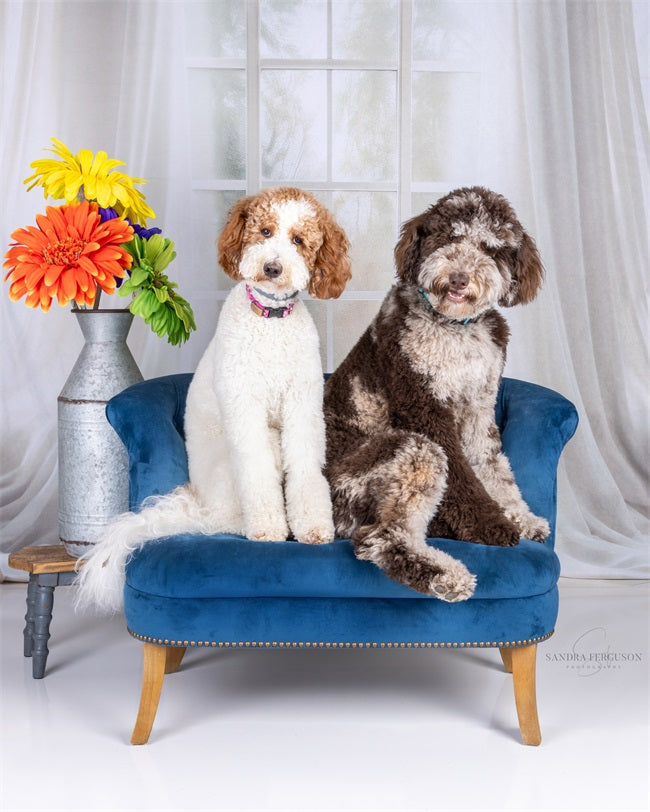 Kate Spring White Sheer Curtain Window Backdrop Designed by Chain Photography