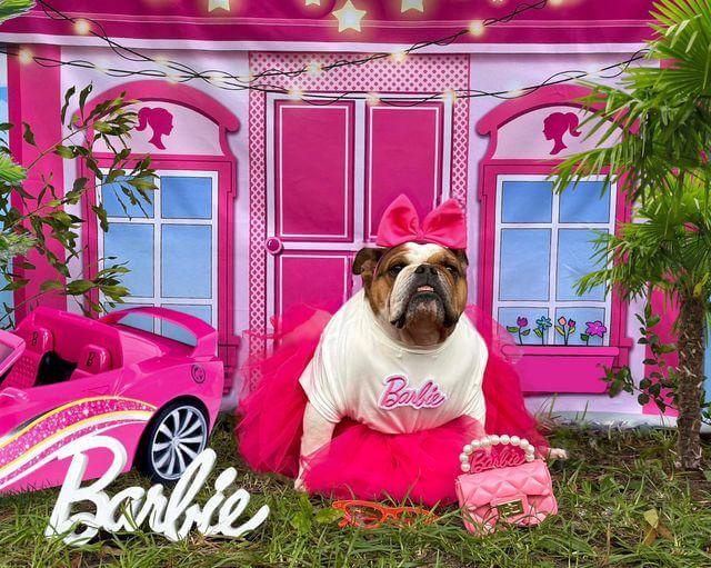 Kate Fashion Doll Pink House Backdrop Star Designed by Chain Photography - Kate Backdrop