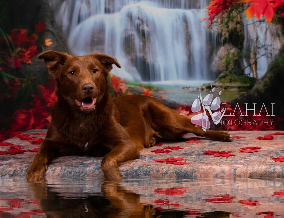 Kate Autumn Leaves Waterfall Forest Backdrop for Photography