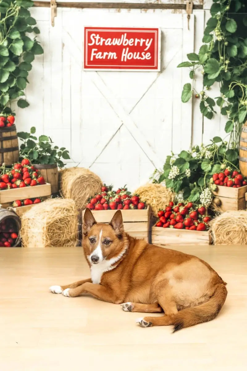 Kate Strawberry Farmhouse Rustic Hay Bales Backdrop Designed by Kate Image