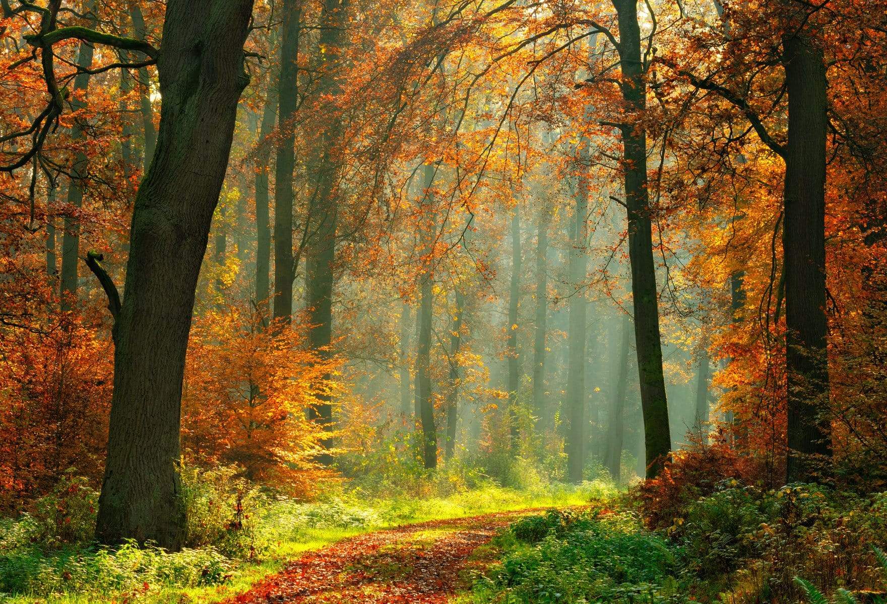 Katebackdrop鎷㈡綖Kate Autumn Forest With Maple And Green Grass for Photography