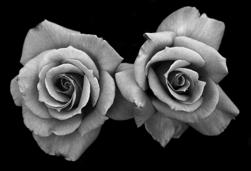 Grey Rose Pictures for Photography