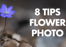 Tips for Flower Photography