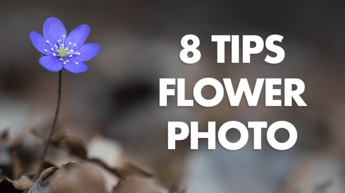 Tips for Flower Photography