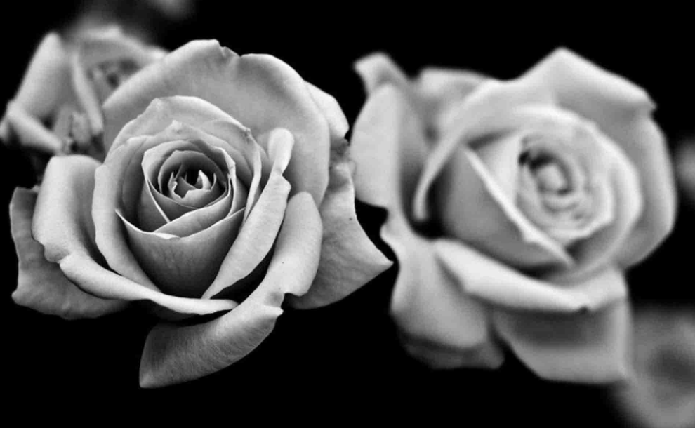 black and grey rose photography