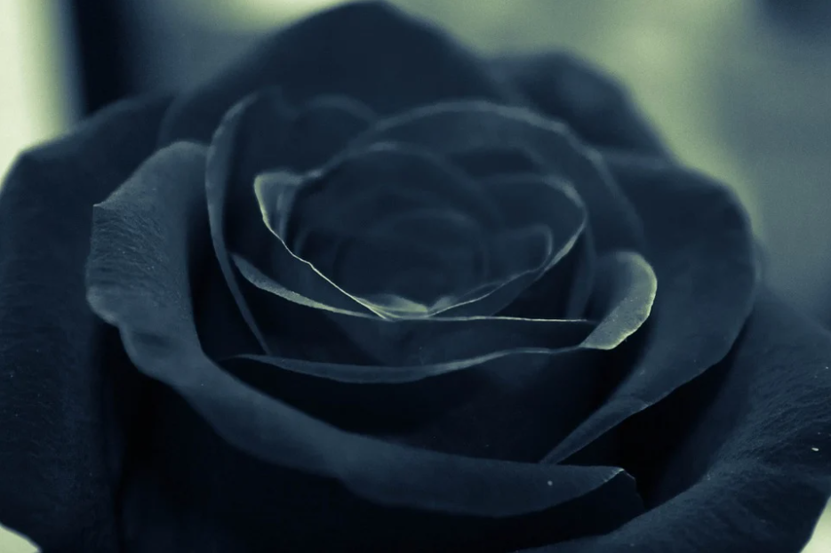 black rose photography