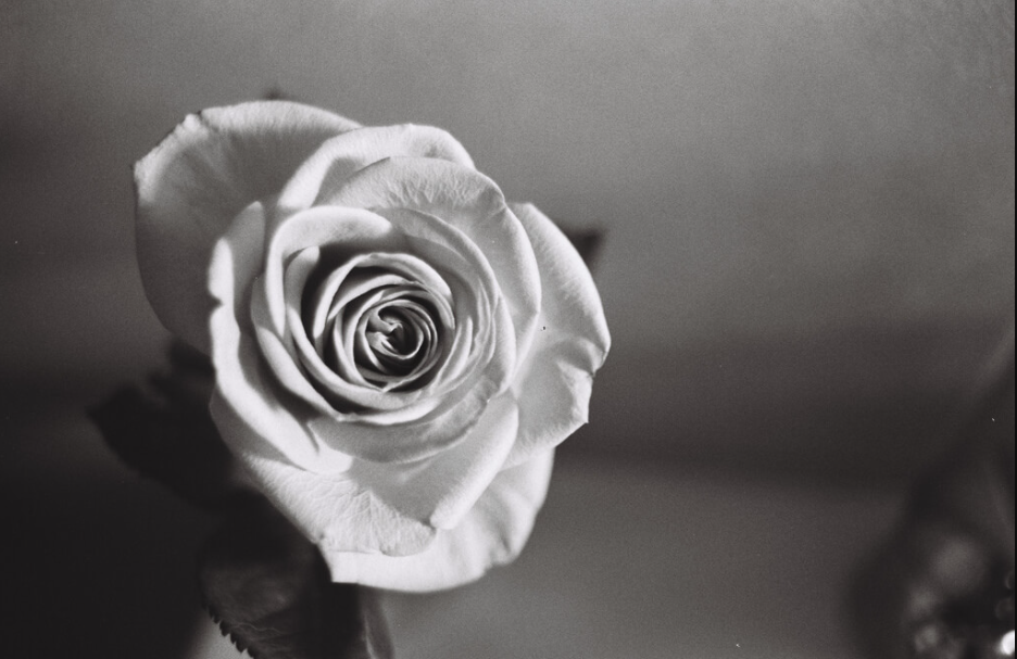 grey rose photography