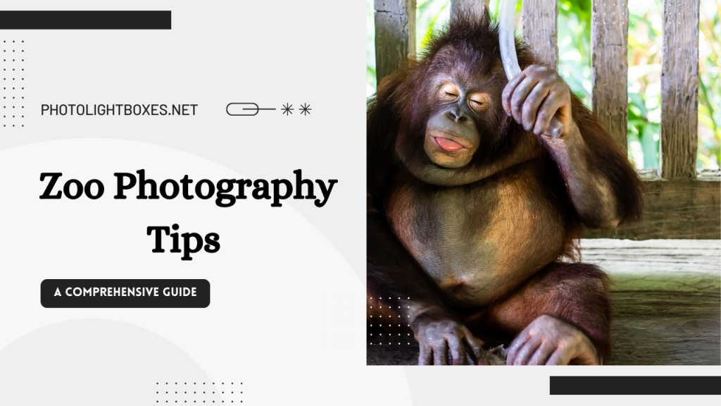 Zoo Photography Tips