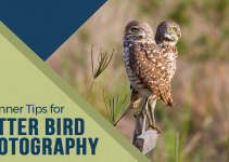 Bird Photography Tips for Beginners