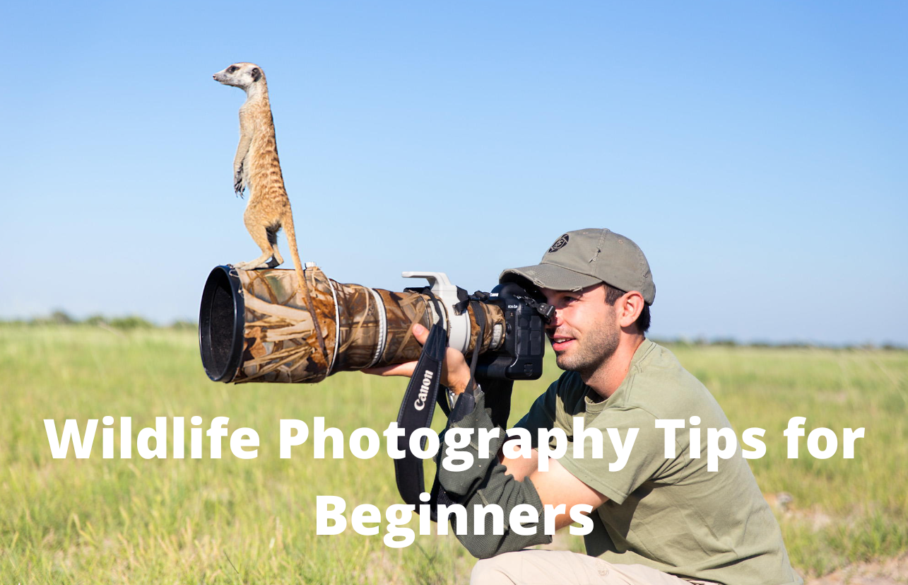 Wildlife Photography Tips for Beginners