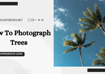 How To Photograph Trees