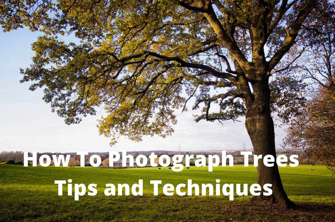 How To Photograph Trees 